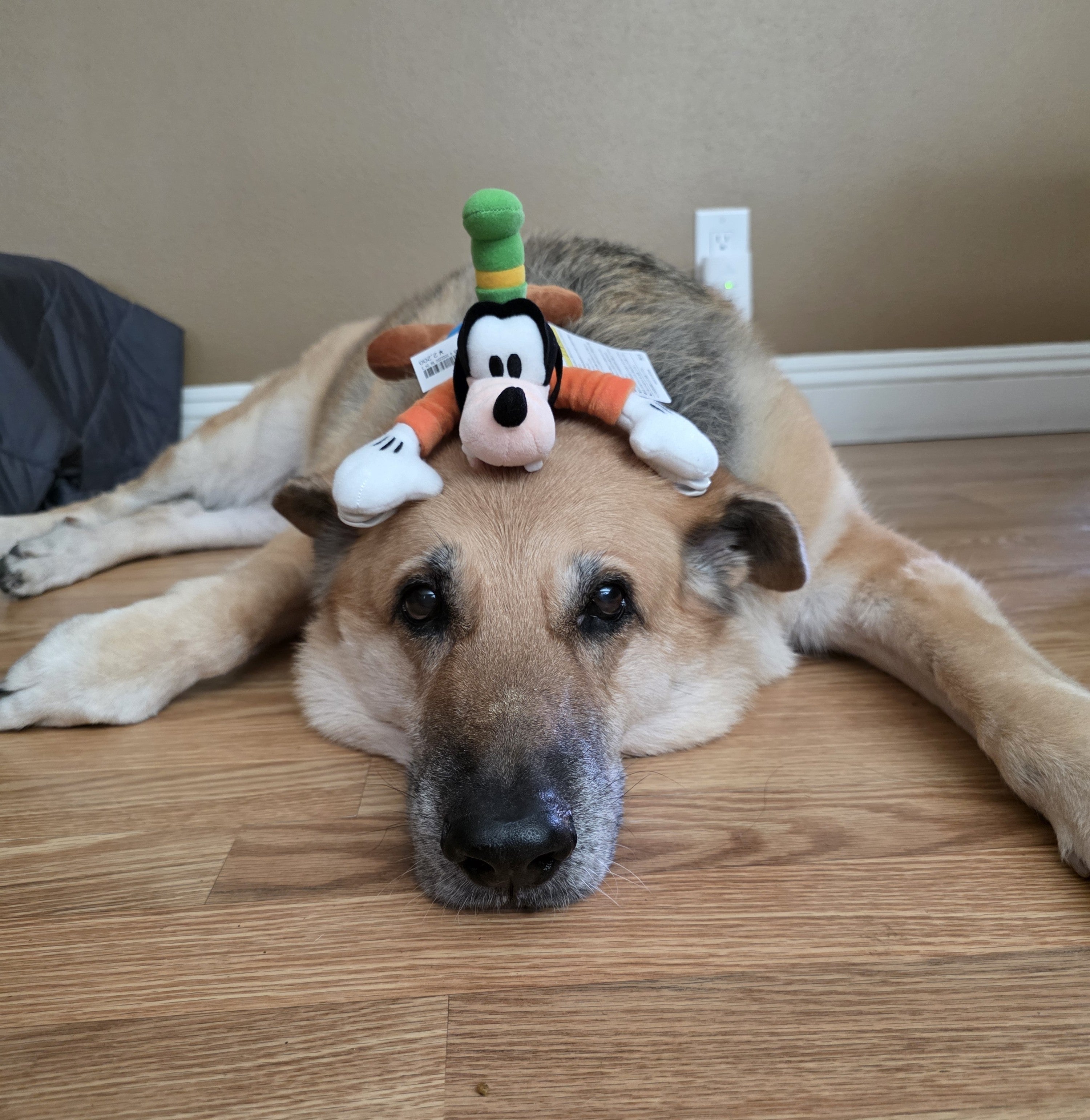 TDR Shoulder/Keychain Buddies